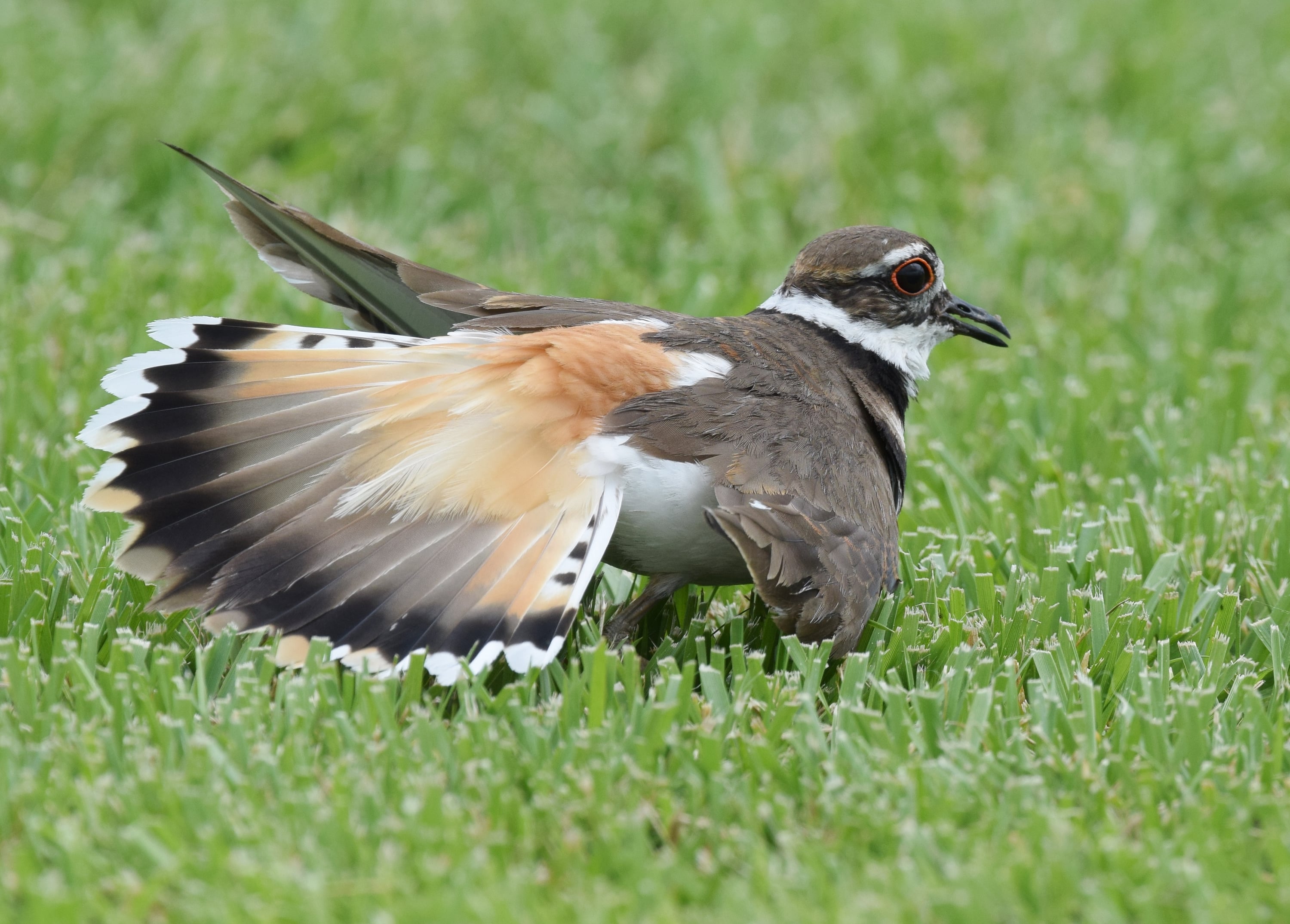 A killdeer crouched low to the ground with one wing twisted out sideways and tail fanned, performing the broken-wing display.