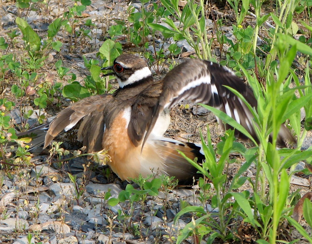 A second killdeer in the same broken-wing pose on rocky ground, one wing splayed wide while the other stays tucked.