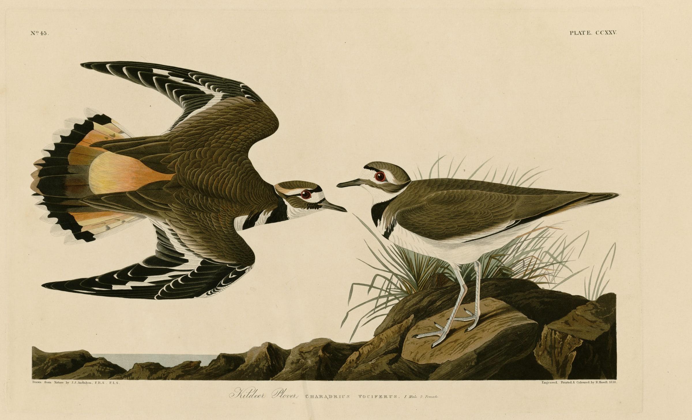 A hand-coloured aquatint engraving showing two killdeer plovers facing each other. The bird on the left is mid-display with its wings raised and tail fanned wide, showing rufous and white feathers. The bird on the right stands upright on a small rocky outcrop, both feet planted, with grass around its legs. Painted by John James Audubon for his Birds of America folio.