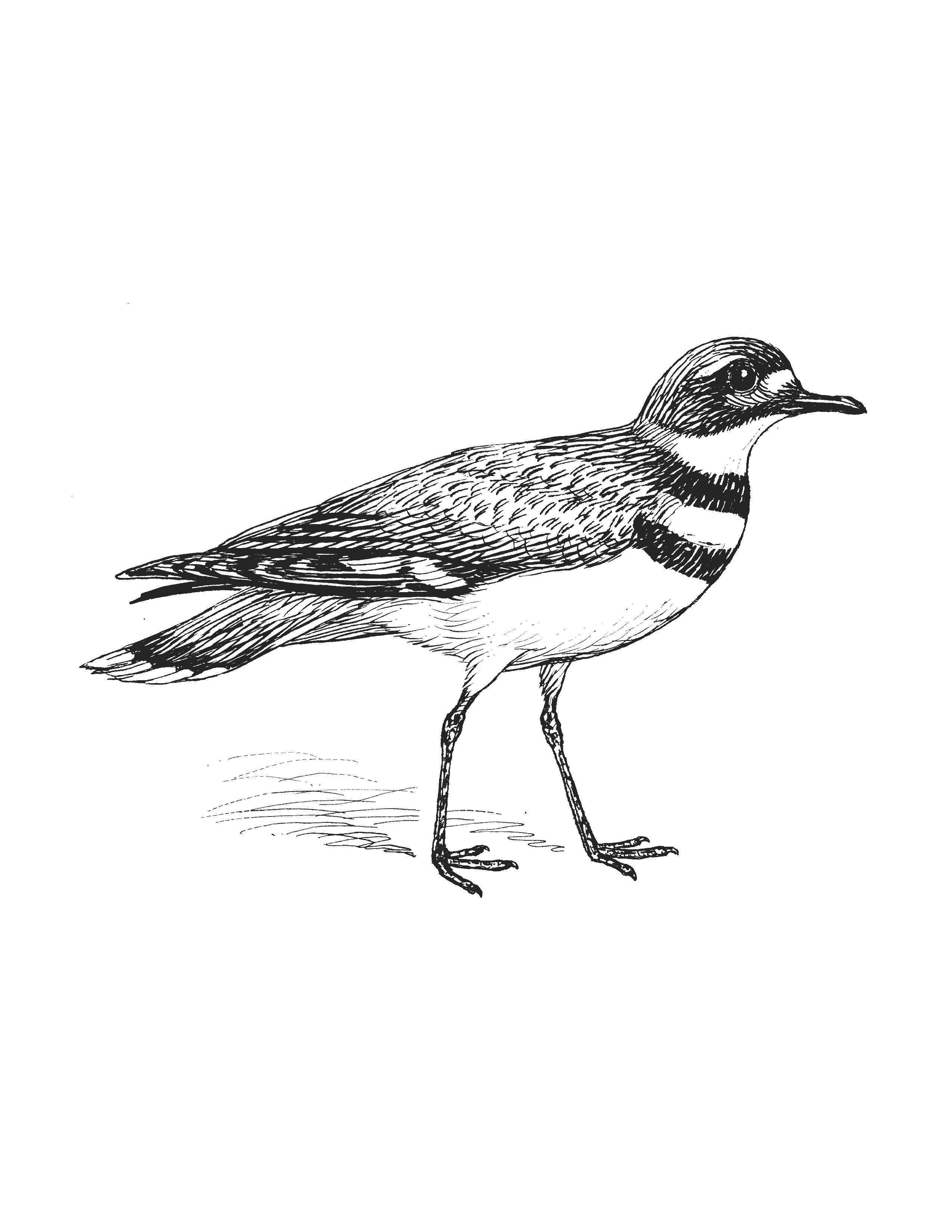 Black-and-white outline drawing of two killdeer plovers after John James Audubon's Plate 225. The bird on the left has its wings and tail spread wide in the broken-wing display posture; the bird on the right stands upright on a small rocky outcrop with grasses around its feet.