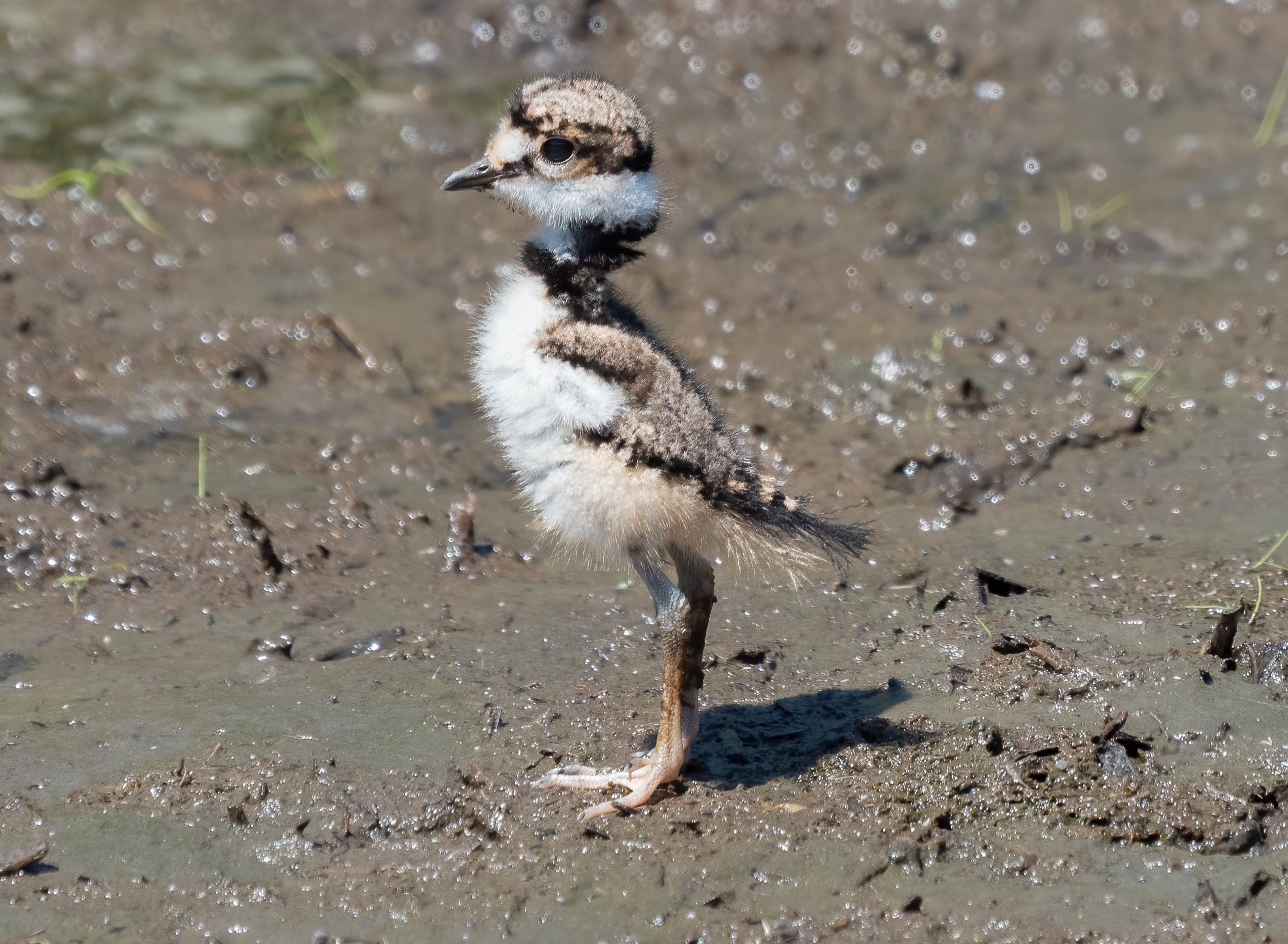 A downy killdeer chick stands on oversized pink legs, with one black neck band already visible.