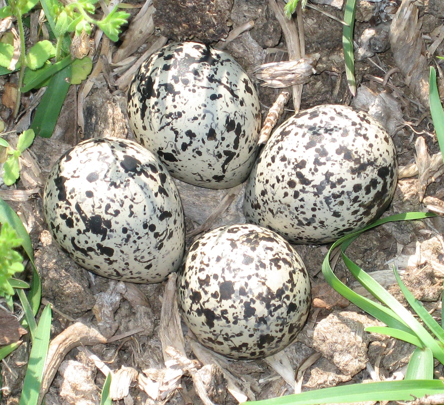 Four buff and dark-speckled killdeer eggs sit in a shallow scrape, perfectly camouflaged against gravel and dry grass.