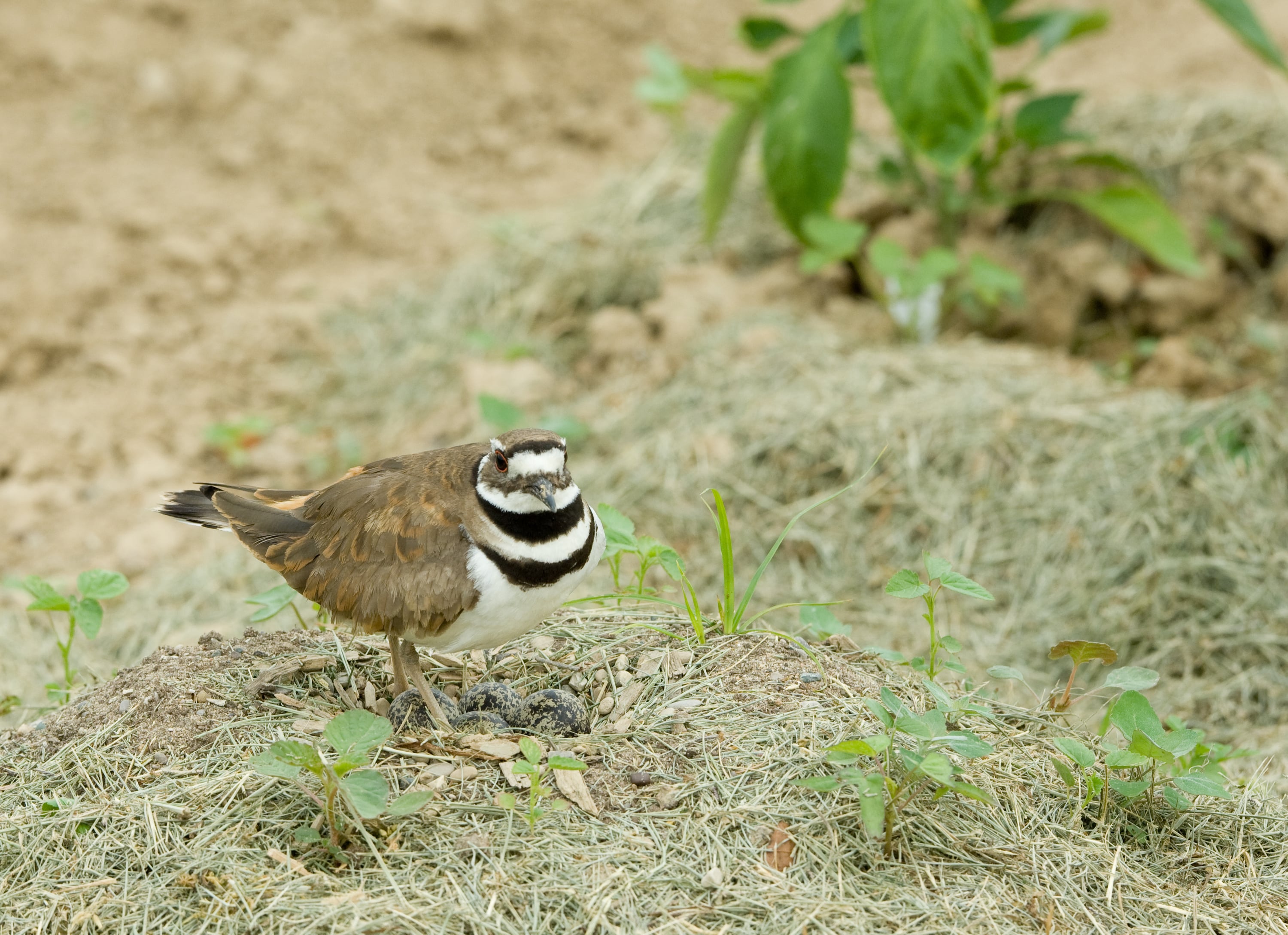 An adult killdeer crouched low and flat over four eggs in a scrape, in the classic incubation posture.