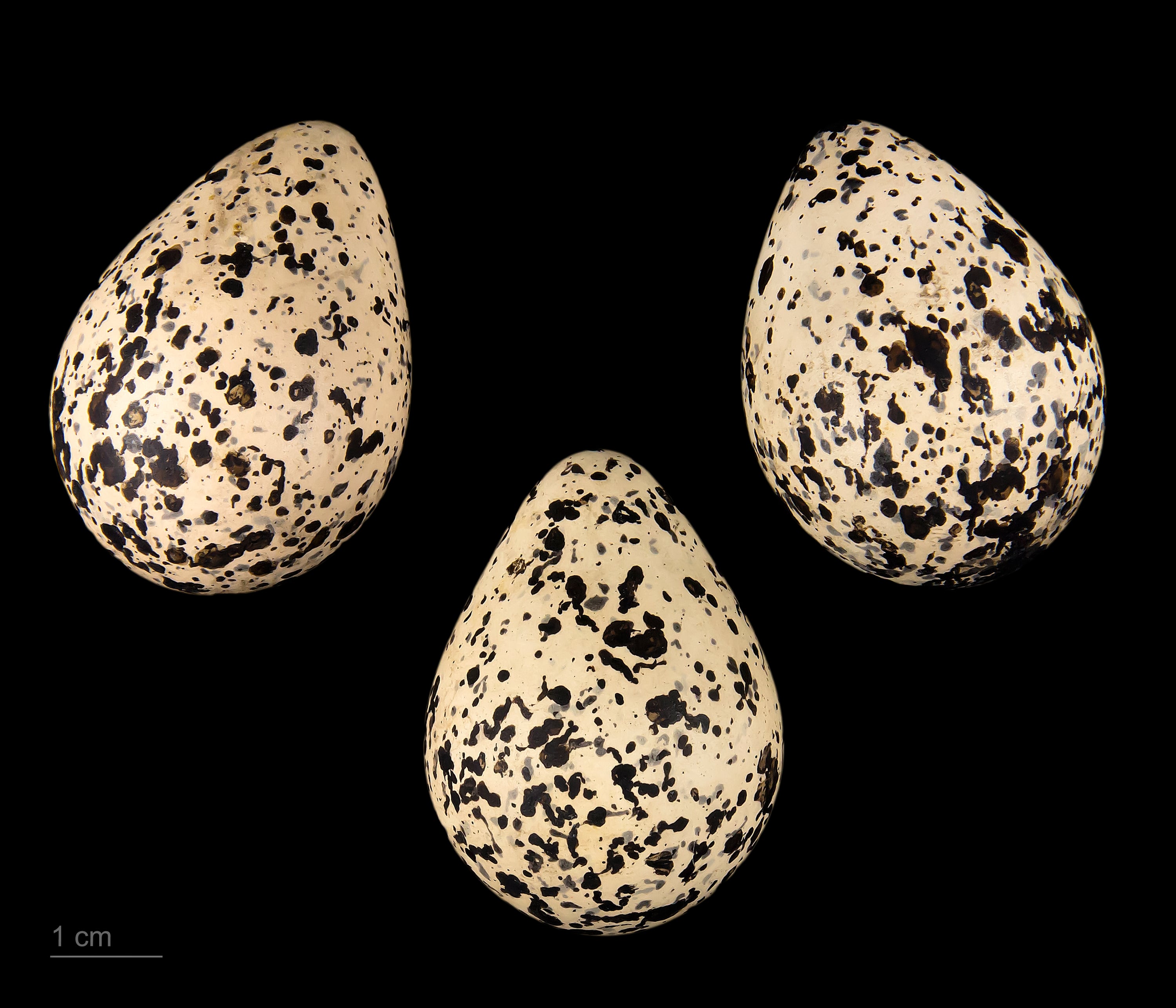 A shallow killdeer scrape in pale soil, lined with small pebbles instead of nesting material.