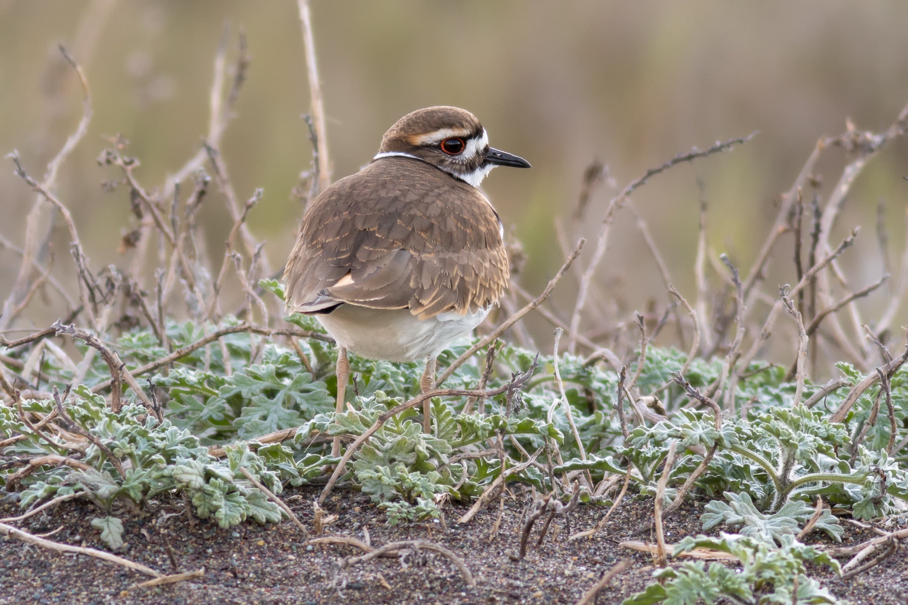 A killdeer stands on open ground in sharp side profile. Brown back, white belly, two bold black bands across the chest, bright pink legs.