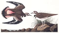A hand-coloured aquatint engraving from Audubon's Birds of America showing two killdeer plovers: one with wings and fanned tail spread wide in a broken-wing display posture, and one standing upright on a rocky outcrop, both facing each other on a Florida shoreline.
