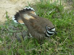 An adult killdeer standing close to four eggs in a gravel-lined scrape at a cemetery in Durham, North Carolina, the bird looking warily toward the camera.