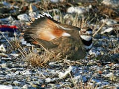 An adult killdeer in a low crouched display posture on sandy ground at Assateague Island, Virginia, with wings partly opened and tail spread.