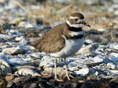 A second view of the same adult killdeer on bare sand, body lowered with one wing held out and the rufous rump exposed.