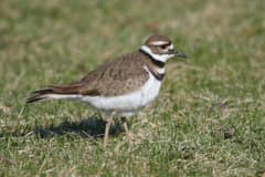 An adult killdeer foraging on damp grass at Cap Tourmente National Wildlife Area, Quebec, head lowered as it inspects the ground.