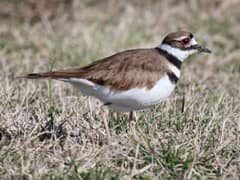 An adult killdeer standing upright on a sandy patch at Cape May, New Jersey, in a relaxed posture with both breast bands clearly visible.