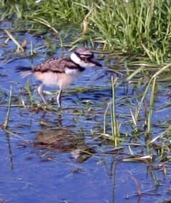 A two-week-old killdeer chick foraging on damp soil at Flora Farm in Lynden, Washington, the body fluffy with the first dark band starting to define across the throat.