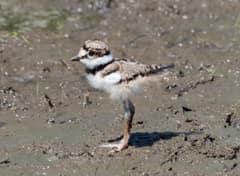 A second view of a downy killdeer chick at Sherwood Island, Connecticut, body angled away to show the rufous-tipped tail starting to come in.