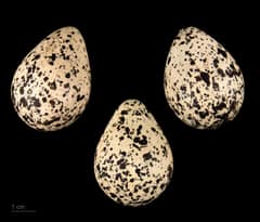 Three killdeer eggs laid out on a neutral grey studio backdrop, each speckled with dark brown blotches over a pale buff ground colour. From the Muséum de Toulouse zoology collection.