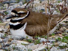 A female killdeer crouched in a shallow nest scrape on a Pennsylvania gravel patch, body pressed close to the eggs and head turned to one side.
