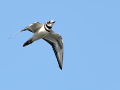 A killdeer in flight against an overcast sky in Algonquin, Illinois, long wings extended to show the bold white stripe and dark trailing edge.