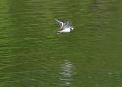 A killdeer flying low over the Humber River in Toronto, wings angled in a downstroke, water and shoreline blurred below.