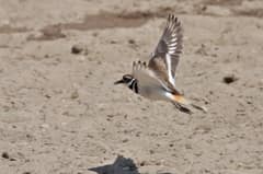A killdeer captured at full wing-spread in flight over a field near Lisle, Illinois, both wings horizontal and the body in profile.