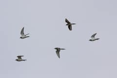 A pair of killdeer in flight, both birds banking together to reveal the white wing stripe and the warm rufous patch above the tail.