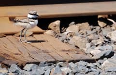 Two newly hatched downy killdeer chicks crouched on gravel in Portland, Oregon, their oversized pink legs and feet visible beneath a still-damp coat of down.