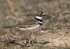 An adult killdeer in sharp profile on wet mud, the two black breast bands and bright orange eye-ring clearly visible against a softly blurred shoreline.