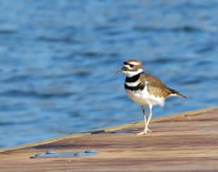 An adult killdeer in side profile on a gravelly shoreline at a Kansas lake, the bird centered against ripples of shallow water.