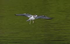 A killdeer caught mid-landing at James Gardens, Toronto, legs lowered and pink feet reaching forward as the wings cup air to brake.