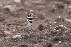 A sharply lit adult killdeer standing in short farm-edge grass at Longo Farm in Glastonbury, Connecticut, in late spring 2025.