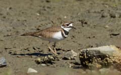An adult killdeer standing at the edge of mudflats at Richardson Bay, California, slim grey-brown back and white underparts split by the two distinct black breast bands.