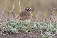 An adult killdeer standing on wet beach sand at Rodeo Beach, Marin County, California, head turned slightly to the right with the double black breast band and rufous rump visible.