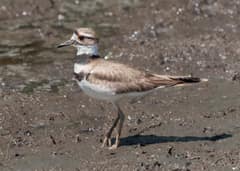 An adult killdeer in upright stance on sparse coastal vegetation at Sherwood Island State Park, Connecticut, with low afternoon light catching the white forehead band.