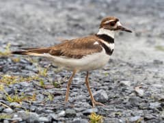 An alert adult killdeer photographed at South Cape May Meadows, New Jersey, body angled three-quarters to the camera, both breast bands and the bright eye-ring crisp against open ground.